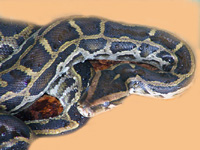 Burmese Python Jamie